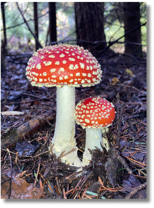 Fliegenpilze auf dem Waldboden