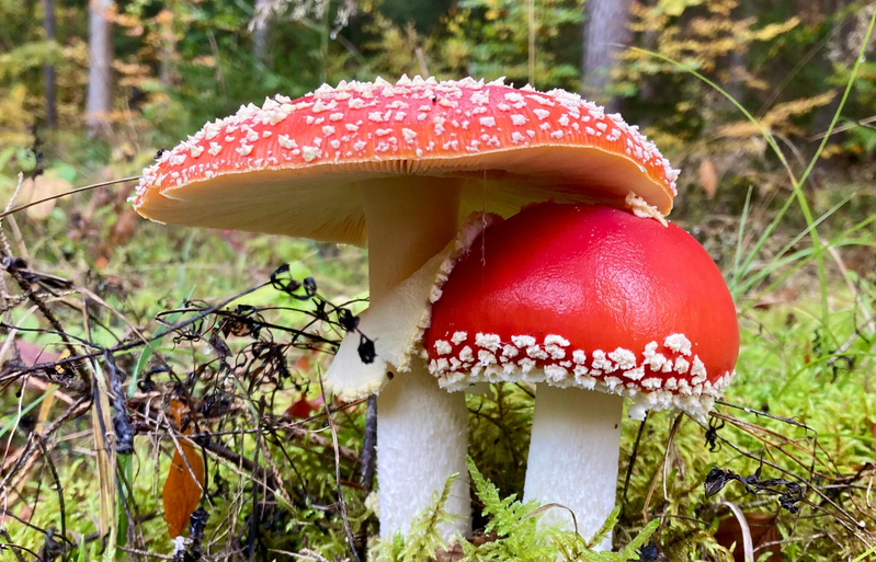 Zwei Fliegenpilze im Wald